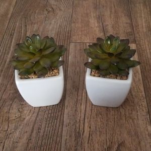 Two Artificial Succulent Plants